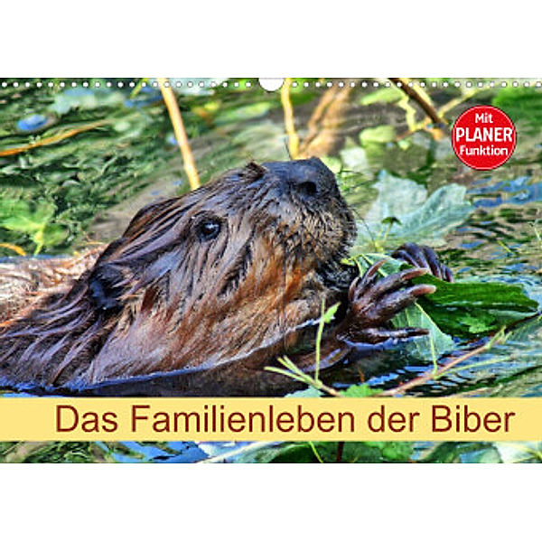 Das Familienleben der Biber (Wandkalender 2022 DIN A3 quer), Kattobello