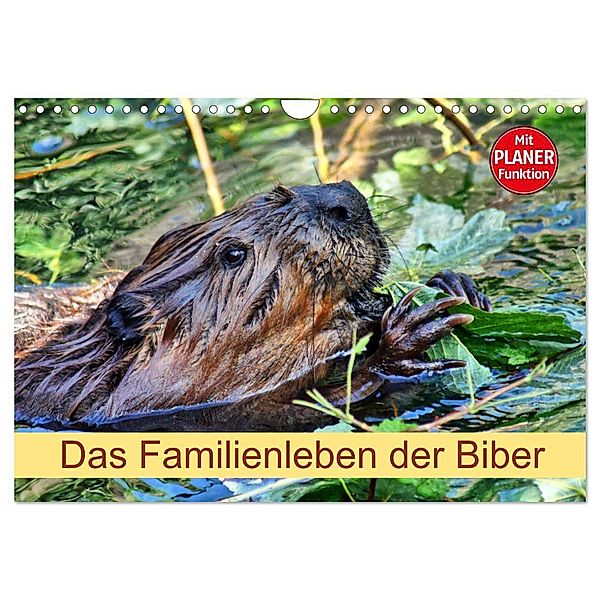 Das Familienleben der Biber (Wandkalender 2024 DIN A4 quer), CALVENDO Monatskalender, Kattobello