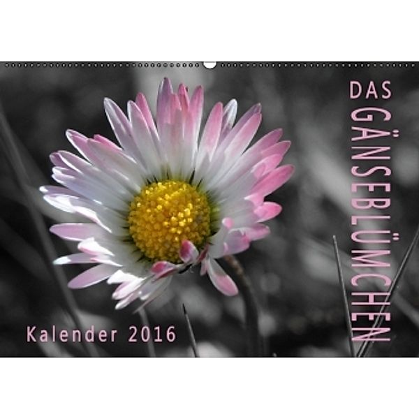 Das Gänseblümchen (Wandkalender 2016 DIN A2 quer), Gregor Müller