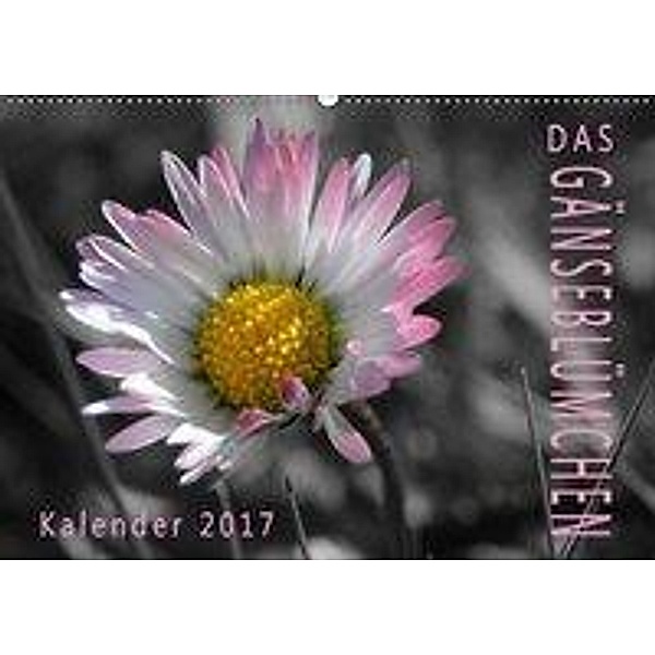 Das Gänseblümchen (Wandkalender 2017 DIN A2 quer), Gregor Müller