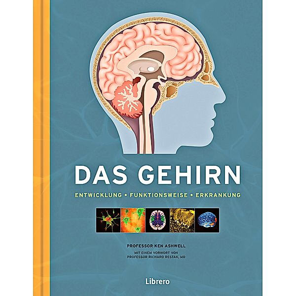 Das Gehirn, Ken Ashwell