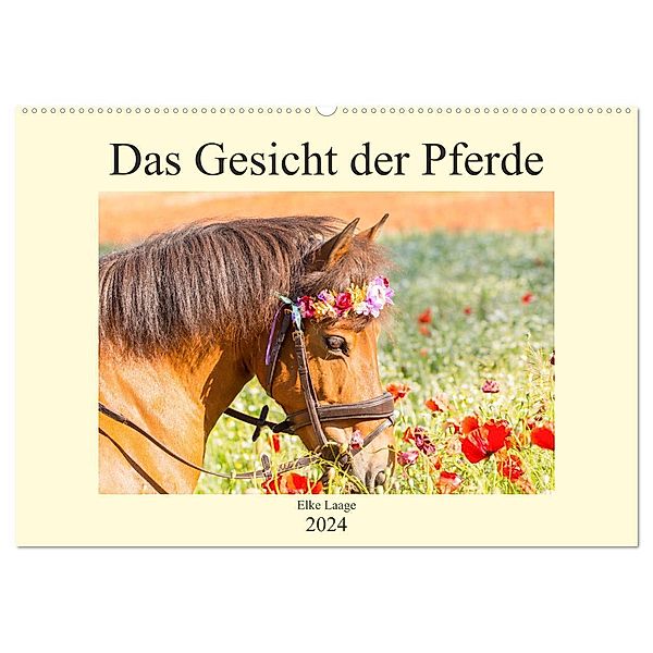 Das Gesicht der Pferde (Wandkalender 2024 DIN A2 quer), CALVENDO Monatskalender, Elke Laage