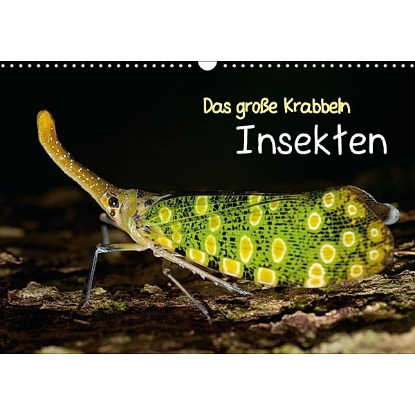 Das große Krabbeln: Insekten (Wandkalender 2014 DIN A3 quer)