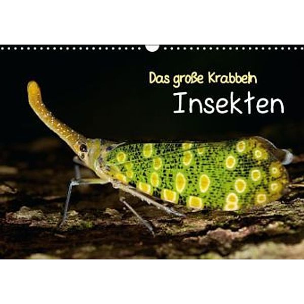 Das große Krabbeln: Insekten (Wandkalender 2016 DIN A3 quer), Calvendo