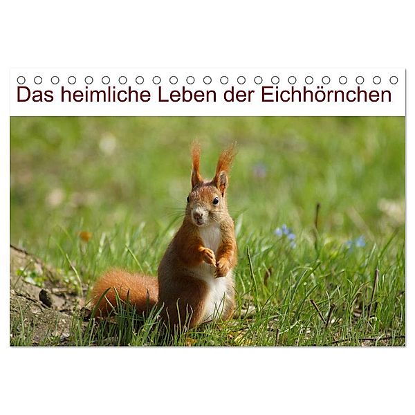 Das heimliche Leben der Eichhörnchen (Tischkalender 2025 DIN A5 quer), CALVENDO Monatskalender, Calvendo, Kattobello