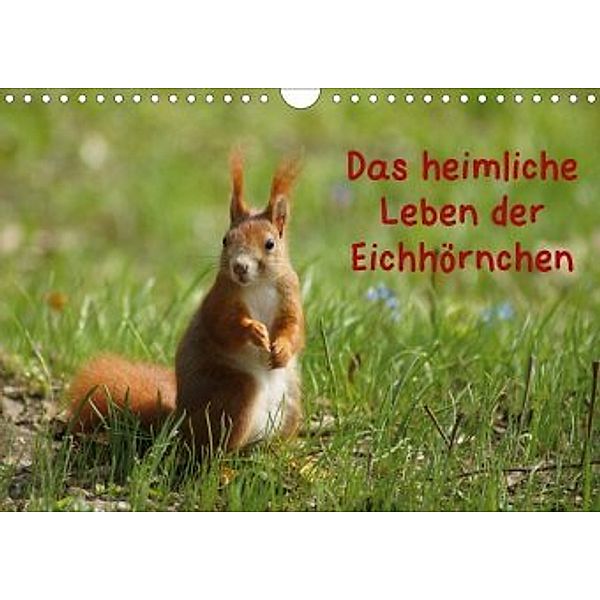 Das heimliche Leben der Eichhörnchen (Wandkalender 2020 DIN A4 quer)