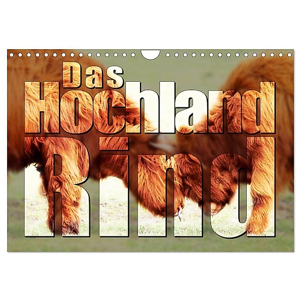 Das Hochlandrind (Wandkalender 2024 DIN A4 quer), CALVENDO Monatskalender, Birte Zabel
