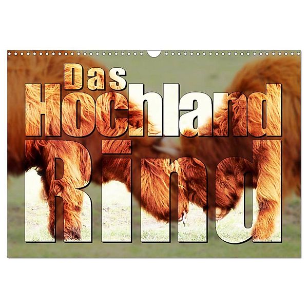 Das Hochlandrind (Wandkalender 2025 DIN A3 quer), CALVENDO Monatskalender, Calvendo, Birte Zabel