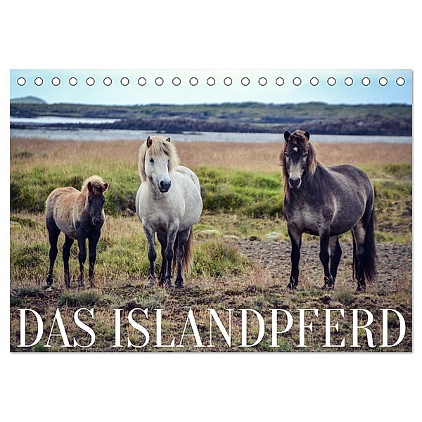 Das Islandpferd (Tischkalender 2024 DIN A5 quer), CALVENDO Monatskalender, Hannah Krämer