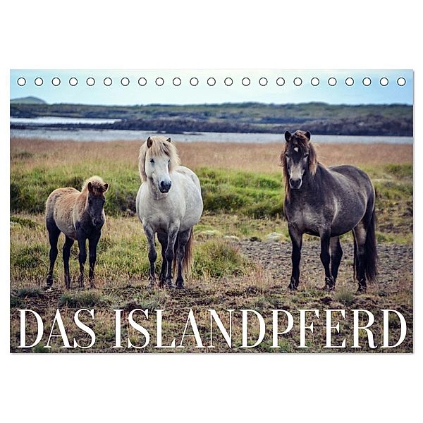 Das Islandpferd (Tischkalender 2025 DIN A5 quer), CALVENDO Monatskalender, Calvendo, Hannah Krämer