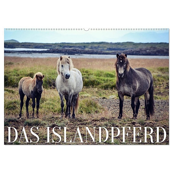 Das Islandpferd (Wandkalender 2024 DIN A2 quer), CALVENDO Monatskalender, Hannah Krämer