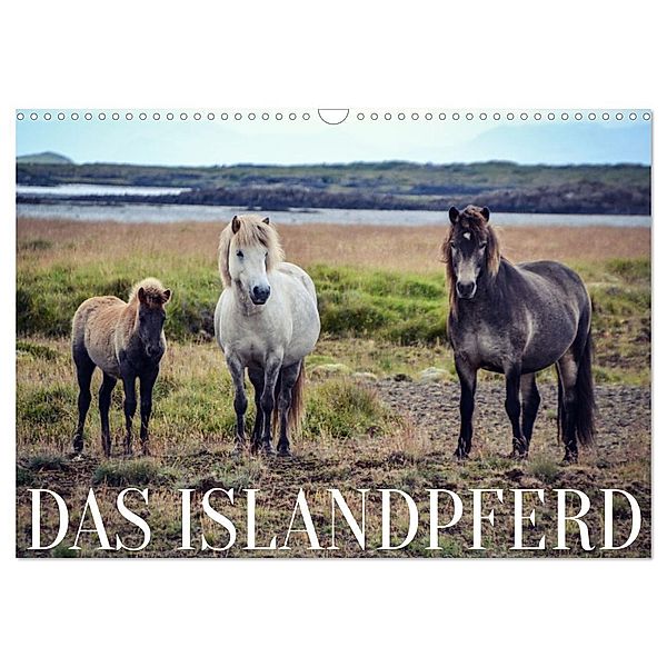 Das Islandpferd (Wandkalender 2024 DIN A3 quer), CALVENDO Monatskalender, Hannah Krämer