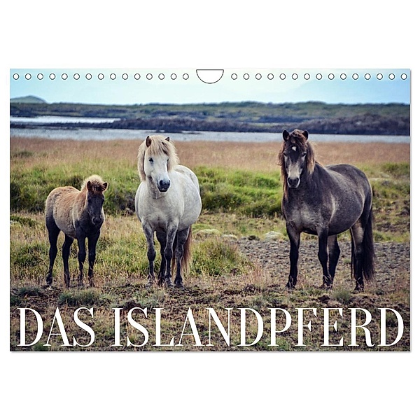 Das Islandpferd (Wandkalender 2025 DIN A4 quer), CALVENDO Monatskalender, Calvendo, Hannah Krämer
