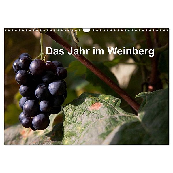 Das Jahr im Weinberg (Wandkalender 2024 DIN A3 quer), CALVENDO Monatskalender, Frank Baumert