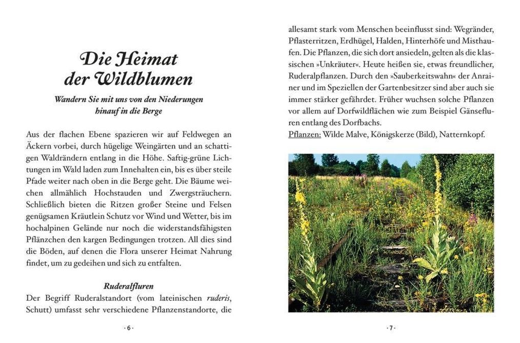 Das kleine Buch: Wildblumen auf Wiesen und Almen Buch - Weltbild.at