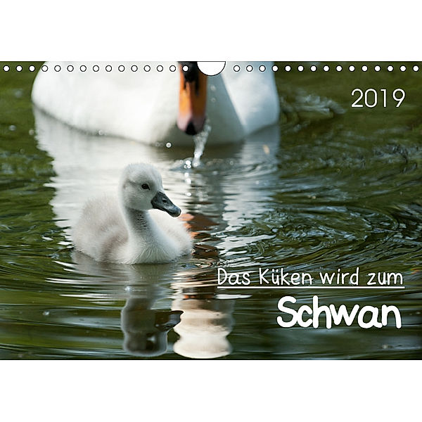 Das Küken wird zum SchwanCH-Version (Wandkalender 2019 DIN A4 quer), Roland T. Frank