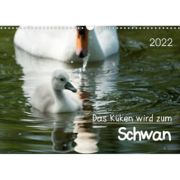 Das Küken wird zum SchwanCH-Version  (Wandkalender 2022 DIN A3 quer), Roland T. Frank
