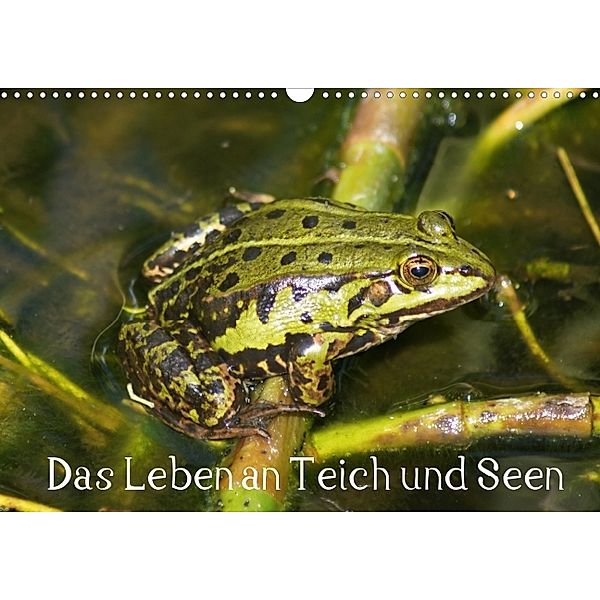 Das Leben an Teich und Seen (Wandkalender 2014 DIN A4 quer), kattobello