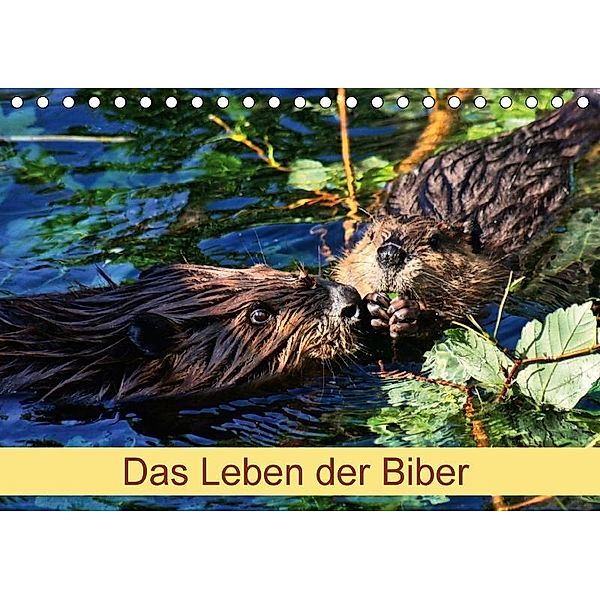 Das Leben der Biber (Tischkalender 2017 DIN A5 quer), Kattobello