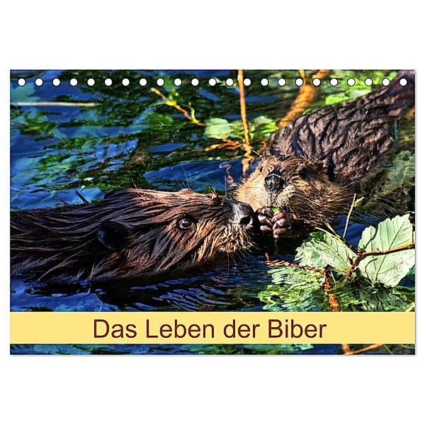 Das Leben der Biber (Tischkalender 2024 DIN A5 quer), CALVENDO Monatskalender, Kattobello