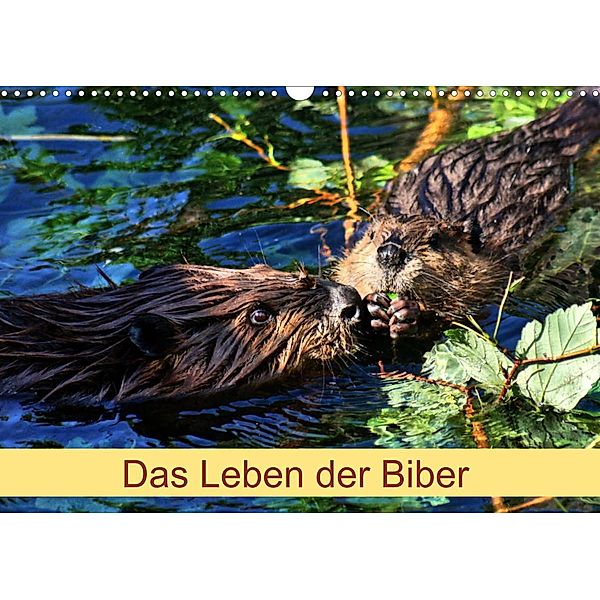 Das Leben der Biber (Wandkalender 2023 DIN A3 quer), Kattobello