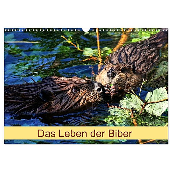 Das Leben der Biber (Wandkalender 2024 DIN A3 quer), CALVENDO Monatskalender, Kattobello