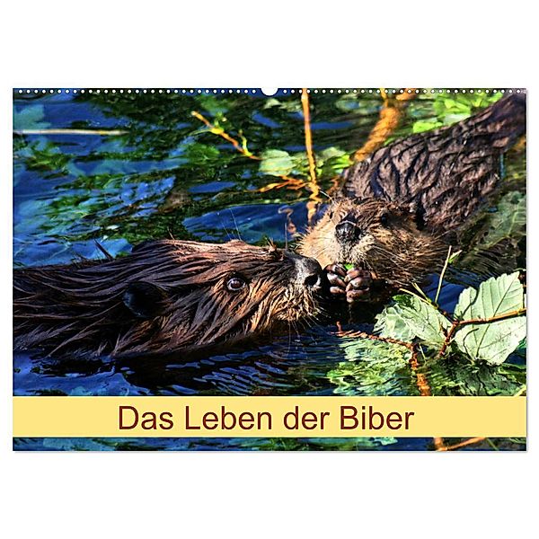 Das Leben der Biber (Wandkalender 2025 DIN A2 quer), CALVENDO Monatskalender, Calvendo, Kattobello