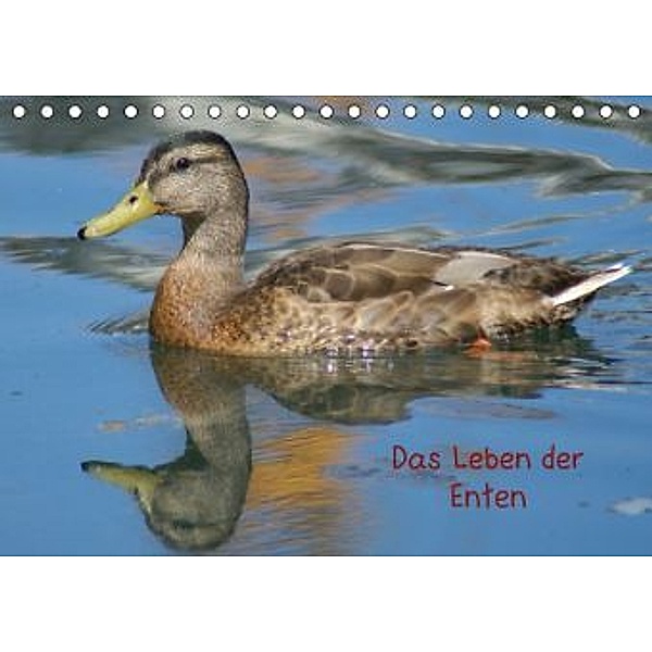 Das Leben der Enten (Tischkalender 2016 DIN A5 quer), Kattobello