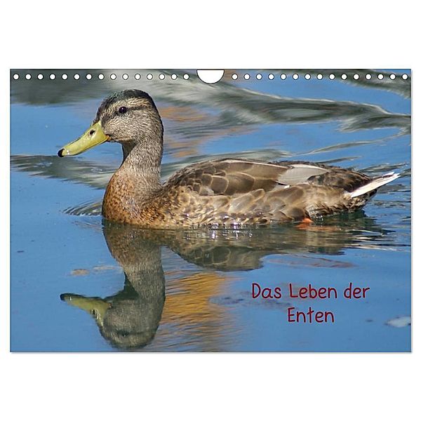 Das Leben der Enten (Wandkalender 2024 DIN A4 quer), CALVENDO Monatskalender, Kattobello