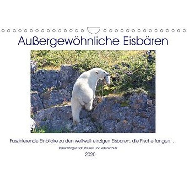 Das Leben der etwas anderen Eisbären! (Wandkalender 2020 DIN A4 quer), Sabine Bengtsson / Perlenfänger Naturtouren & Artenschutz