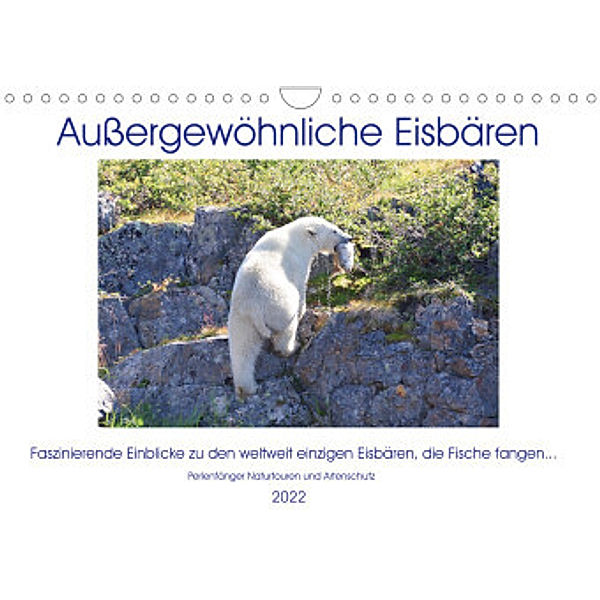 Das Leben der etwas anderen Eisbären! (Wandkalender 2022 DIN A4 quer), Sabine Bengtsson / Perlenfänger Naturtouren & Artenschutz