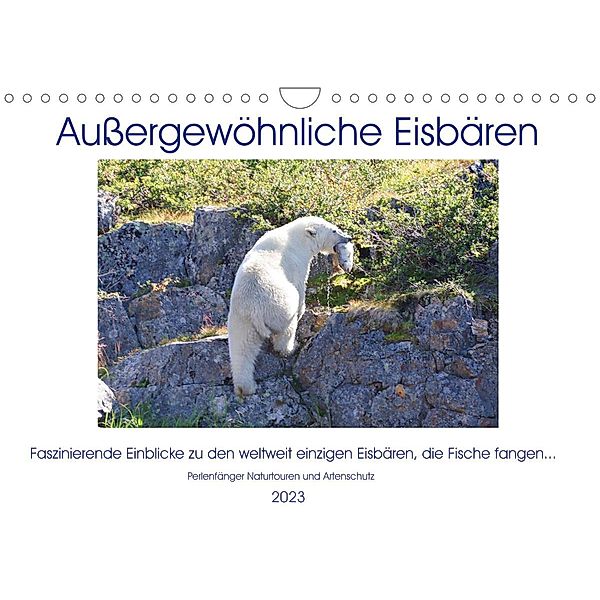 Das Leben der etwas anderen Eisbären! (Wandkalender 2023 DIN A4 quer), Sabine Bengtsson / Perlenfänger Naturtouren & Artenschutz