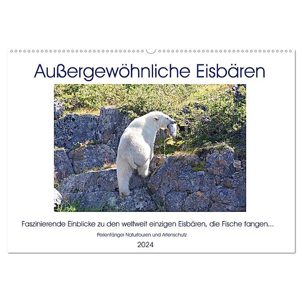 Das Leben der etwas anderen Eisbären! (Wandkalender 2024 DIN A2 quer), CALVENDO Monatskalender, Sabine Bengtsson / Perlenfänger Naturtouren & Artenschutz