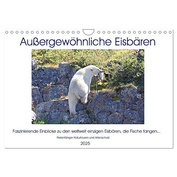 Das Leben der etwas anderen Eisbären! (Wandkalender 2025 DIN A4 quer), CALVENDO Monatskalender, Calvendo, Sabine Bengtsson / Perlenfänger Naturtouren & Artenschutz