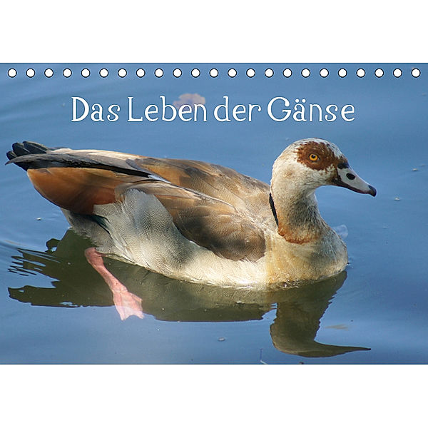 Das Leben der Gänse (Tischkalender 2019 DIN A5 quer), Kattobello