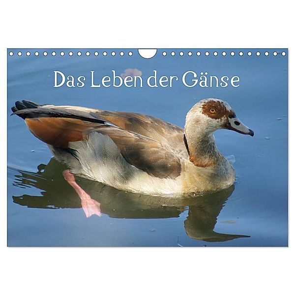 Das Leben der Gänse (Wandkalender 2024 DIN A4 quer), CALVENDO Monatskalender, Kattobello