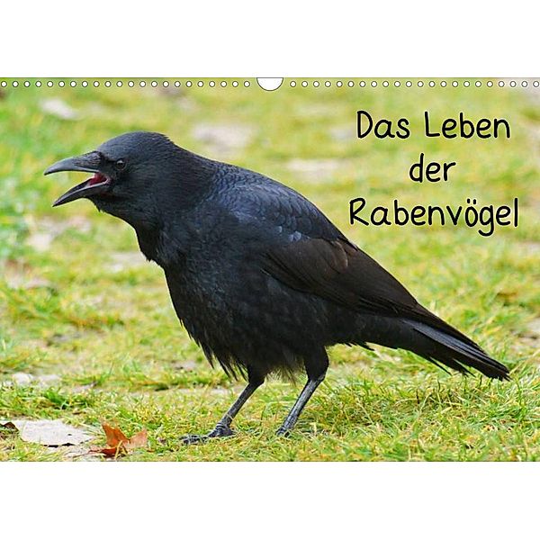 Das Leben der Rabenvögel (Wandkalender 2023 DIN A3 quer), Kattobello