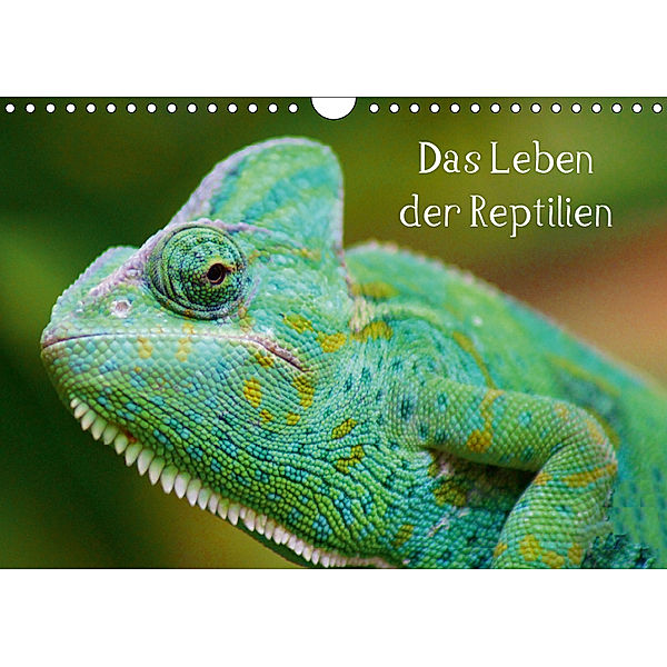 Das Leben der Reptilien (Wandkalender 2019 DIN A4 quer), Kattobello