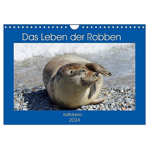 Das Leben der Robben (Wandkalender 2024 DIN A4 quer), CALVENDO Monatskalender, Kattobello