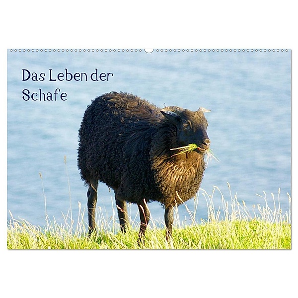 Das Leben der Schafe (Wandkalender 2024 DIN A2 quer), CALVENDO Monatskalender, Kattobello