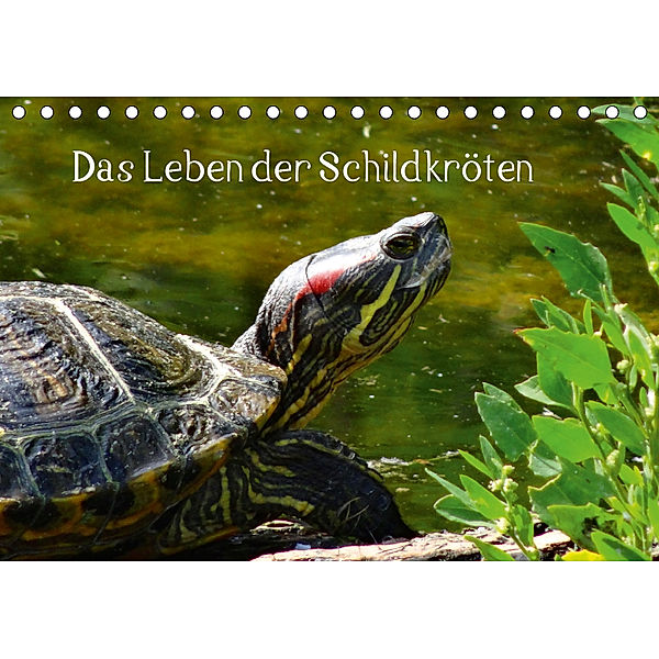 Das Leben der Schildkröten (Tischkalender 2019 DIN A5 quer), Kattobello