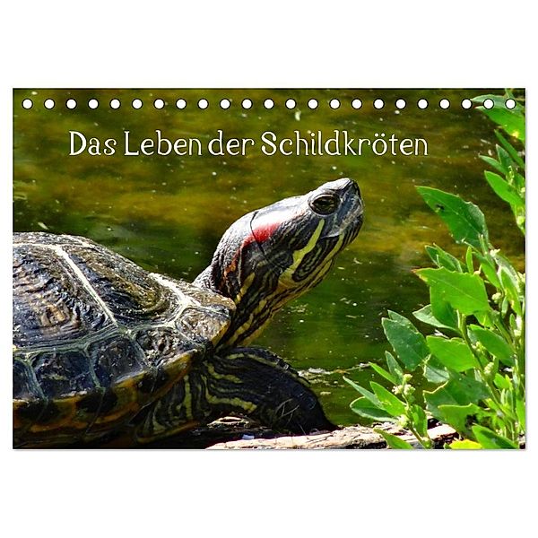 Das Leben der Schildkröten (Tischkalender 2024 DIN A5 quer), CALVENDO Monatskalender, Kattobello