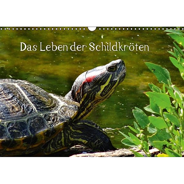 Das Leben der Schildkröten (Wandkalender 2018 DIN A3 quer), kattobello