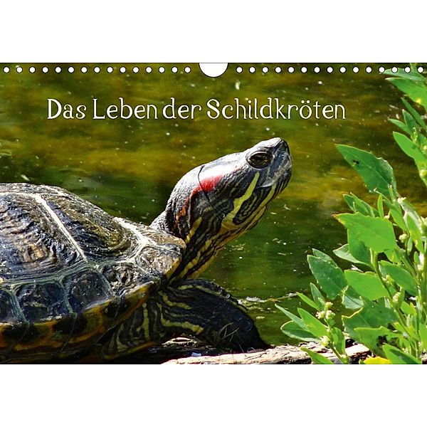 Das Leben der Schildkröten (Wandkalender 2021 DIN A4 quer), Kattobello