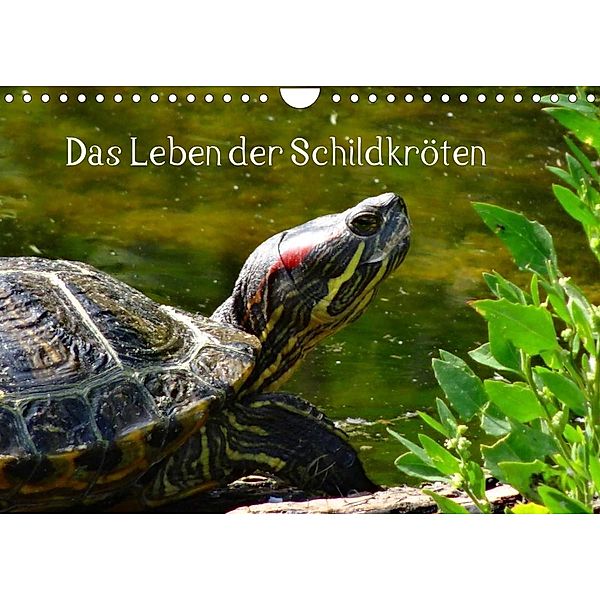 Das Leben der Schildkröten (Wandkalender 2023 DIN A4 quer), Kattobello