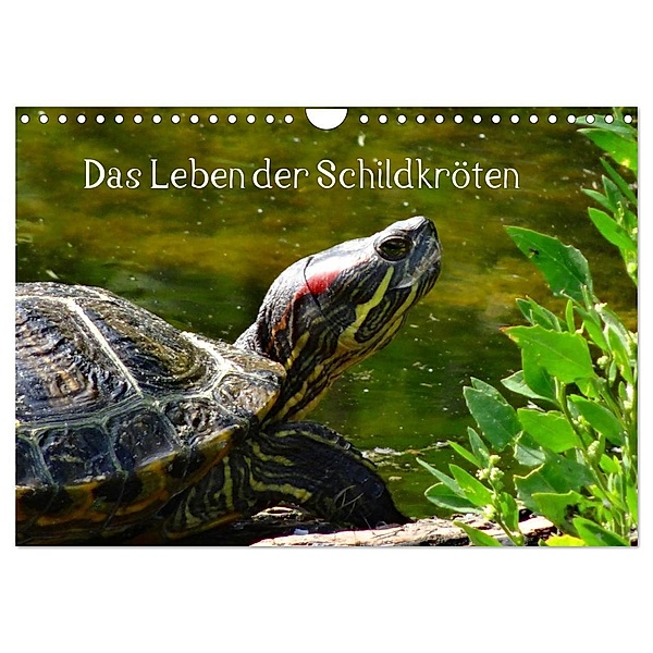Das Leben der Schildkröten (Wandkalender 2024 DIN A4 quer), CALVENDO Monatskalender, Kattobello