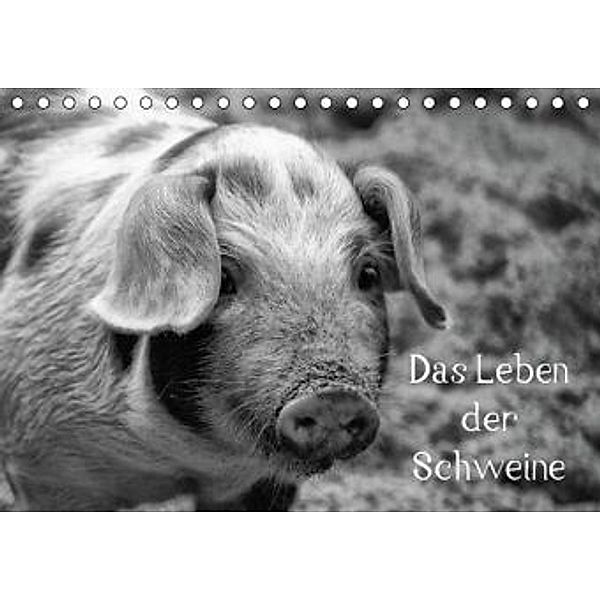 Das Leben der Schweine (Tischkalender 2015 DIN A5 quer), kattobello