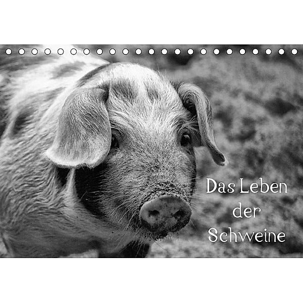 Das Leben der Schweine (Tischkalender 2017 DIN A5 quer), kattobello, k.A. kattobello