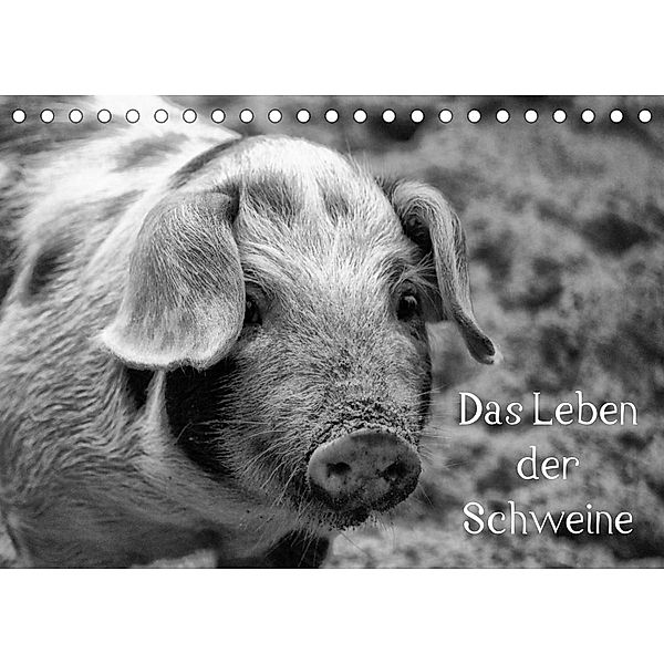 Das Leben der Schweine (Tischkalender 2022 DIN A5 quer), Kattobello