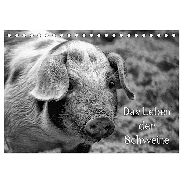 Das Leben der Schweine (Tischkalender 2024 DIN A5 quer), CALVENDO Monatskalender, Kattobello